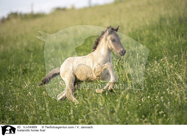 Islnder Fohlen / Icelandic horse foal / VJ-04969