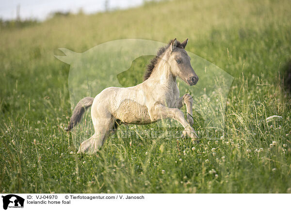 Islnder Fohlen / Icelandic horse foal / VJ-04970