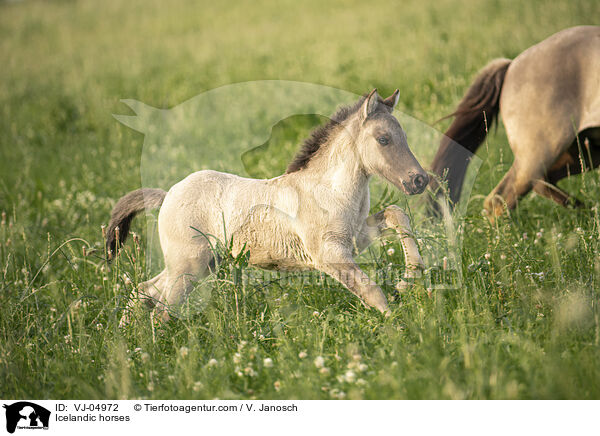 Icelandic horses / VJ-04972