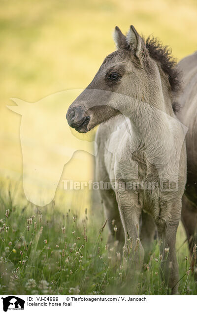 Islnder Fohlen / Icelandic horse foal / VJ-04999
