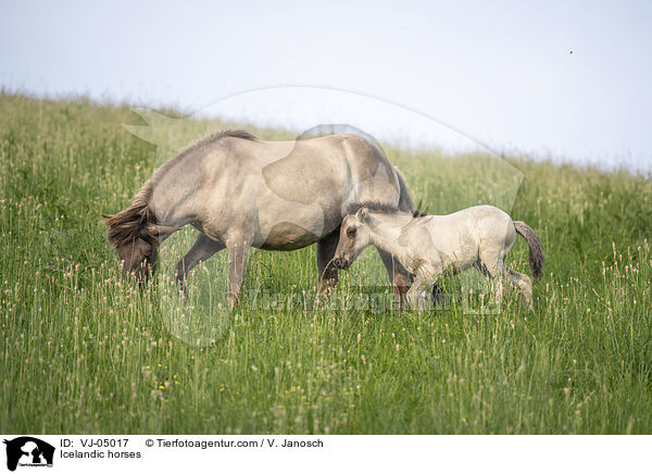 Islnder / Icelandic horses / VJ-05017