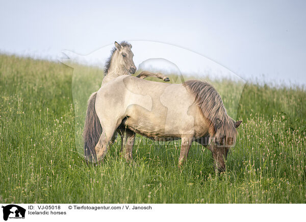 Icelandic horses / VJ-05018