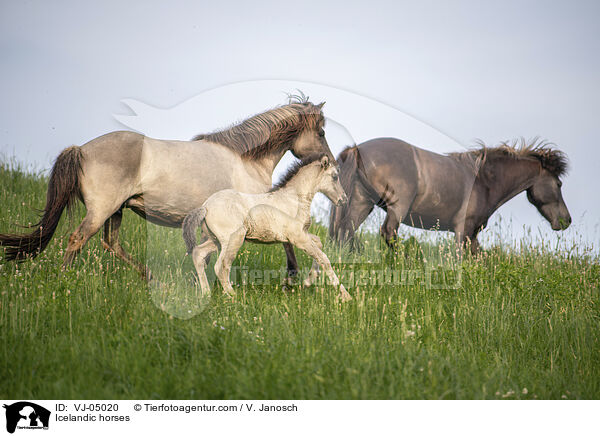 Icelandic horses / VJ-05020