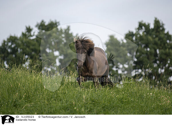 Icelandic horse / VJ-05023
