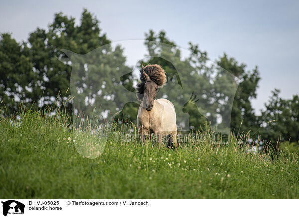 Icelandic horse / VJ-05025