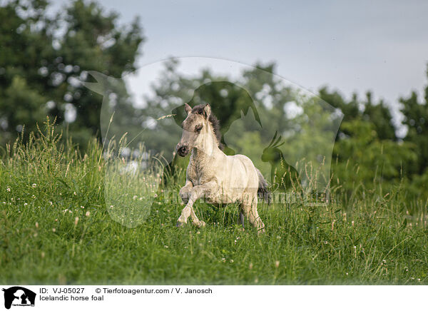 Islnder Fohlen / Icelandic horse foal / VJ-05027
