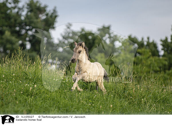 Icelandic horse foal / VJ-05027