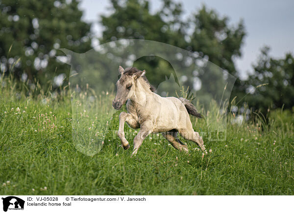 Islnder Fohlen / Icelandic horse foal / VJ-05028