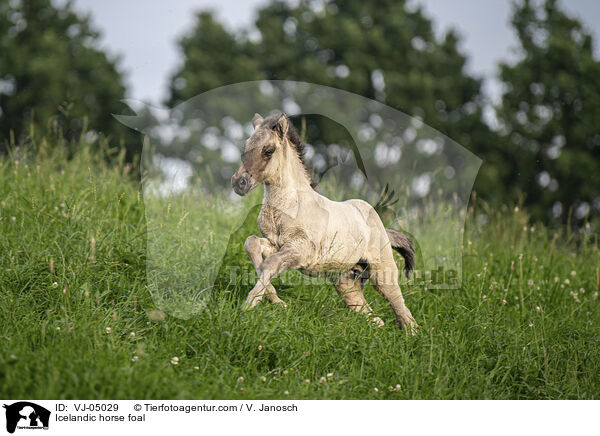 Islnder Fohlen / Icelandic horse foal / VJ-05029