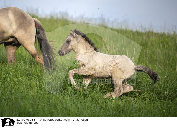Islnder / Icelandic horses / VJ-05033