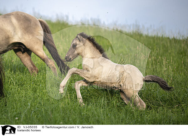 Islnder / Icelandic horses / VJ-05035