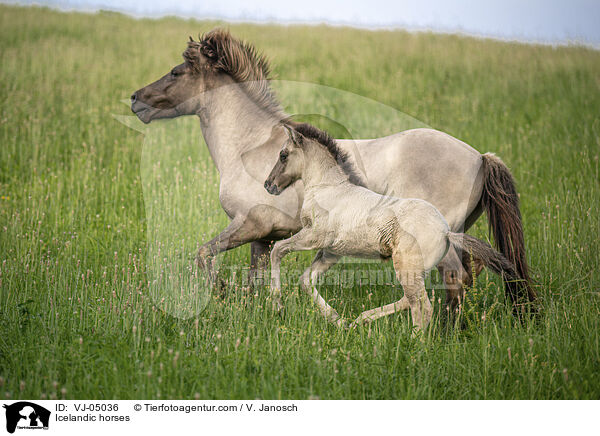 Islnder / Icelandic horses / VJ-05036