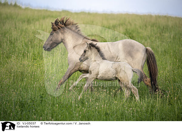 Islnder / Icelandic horses / VJ-05037