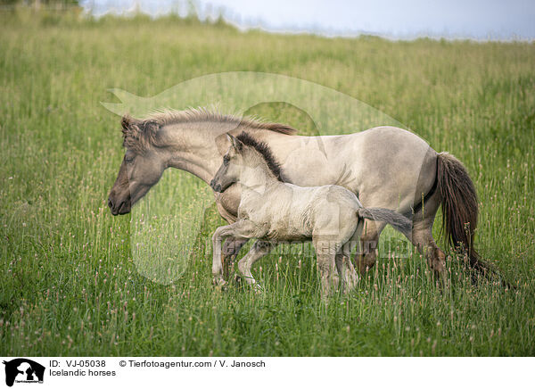 Islnder / Icelandic horses / VJ-05038
