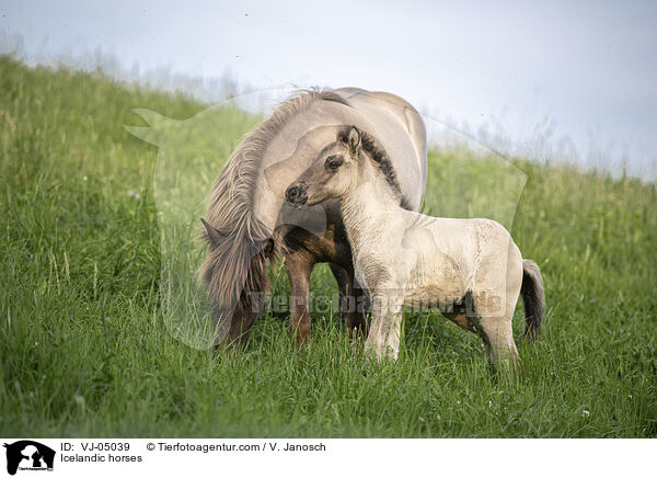 Islnder / Icelandic horses / VJ-05039