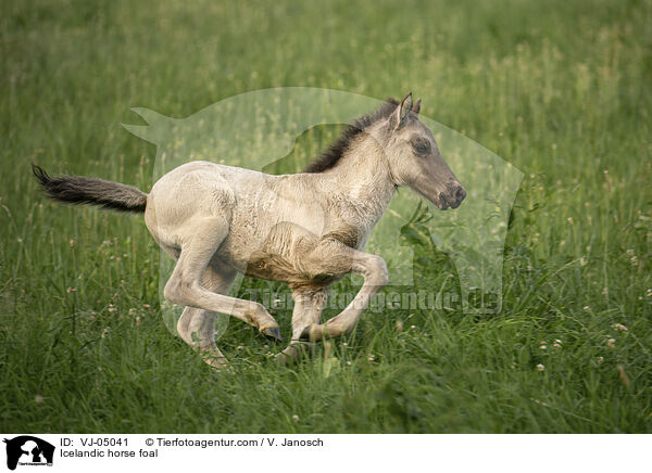 Islnder Fohlen / Icelandic horse foal / VJ-05041