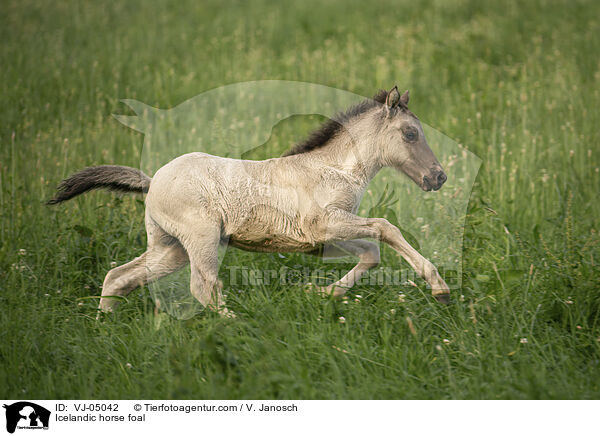 Islnder Fohlen / Icelandic horse foal / VJ-05042