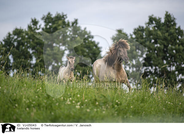Icelandic horses / VJ-05043