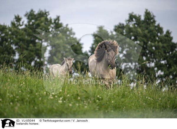 Islnder / Icelandic horses / VJ-05044