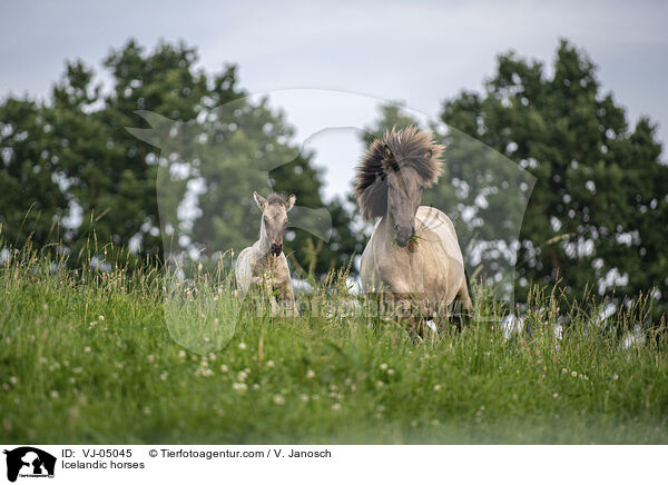 Icelandic horses / VJ-05045