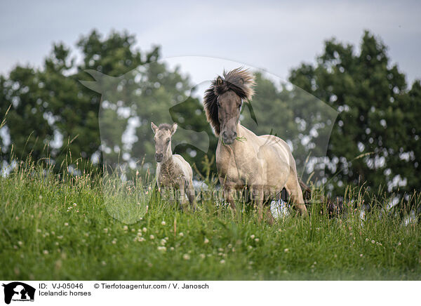 Islnder / Icelandic horses / VJ-05046