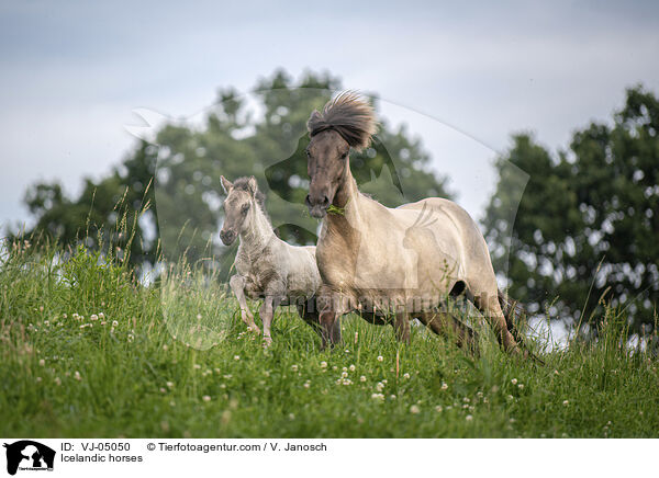 Islnder / Icelandic horses / VJ-05050