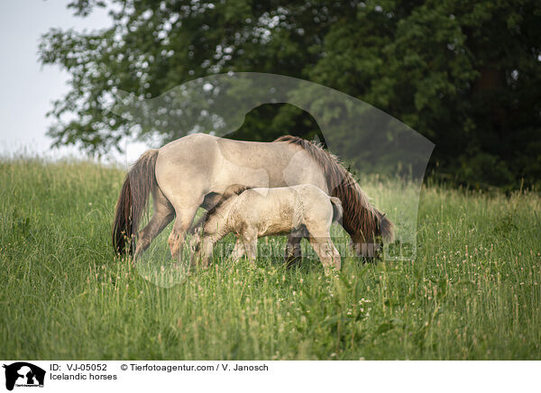 Islnder / Icelandic horses / VJ-05052