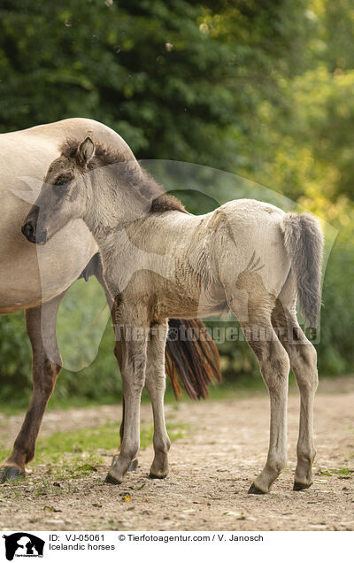 Islnder / Icelandic horses / VJ-05061