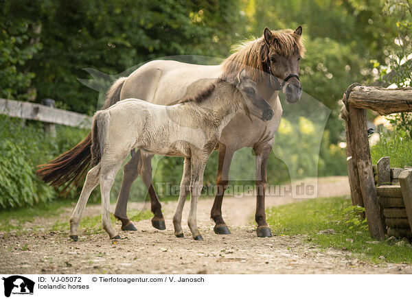 Islnder / Icelandic horses / VJ-05072