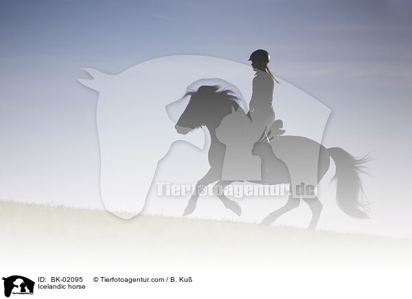 Islnder / Icelandic horse / BK-02095