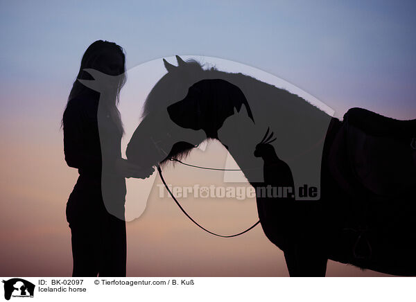 Islnder / Icelandic horse / BK-02097