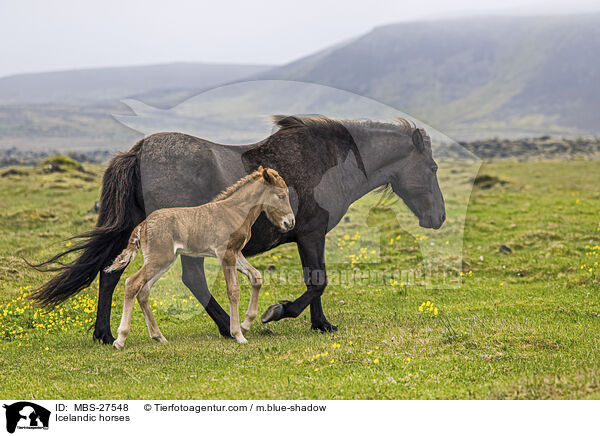 Islnder / Icelandic horses / MBS-27548
