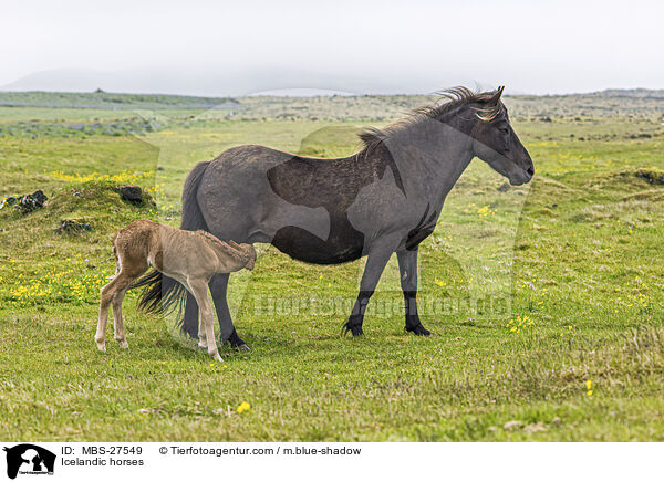 Islnder / Icelandic horses / MBS-27549