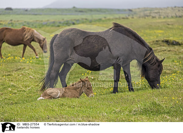Icelandic horses / MBS-27554