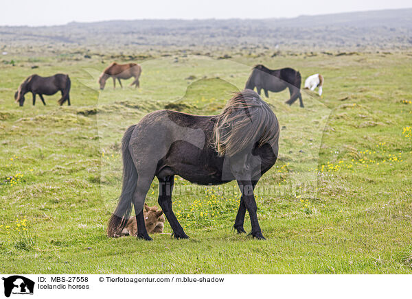 Icelandic horses / MBS-27558