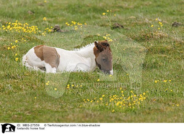 Islnder Fohlen / Icelandic horse foal / MBS-27559