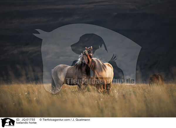Islnder / Icelandic horse / JQ-01755