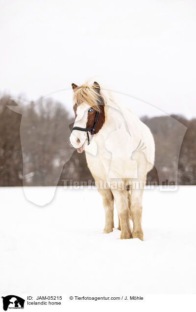 Icelandic horse / JAM-05215