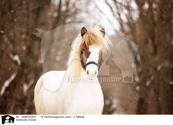 Islnder / Icelandic horse / JAM-05221