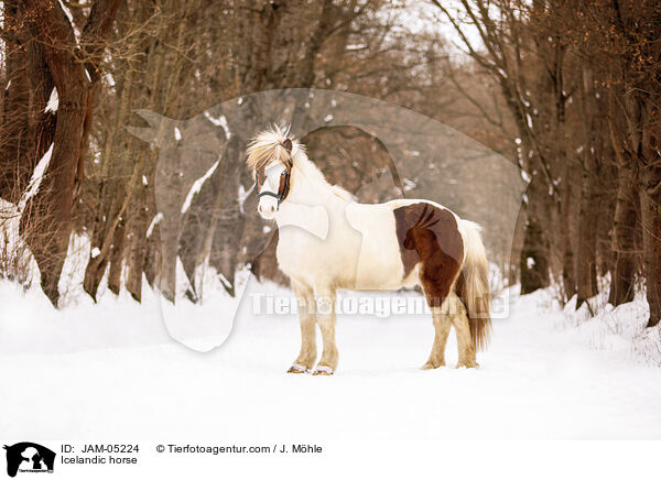 Islnder / Icelandic horse / JAM-05224