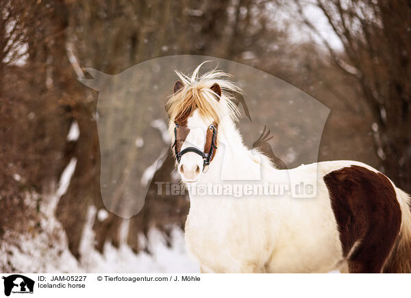 Icelandic horse / JAM-05227