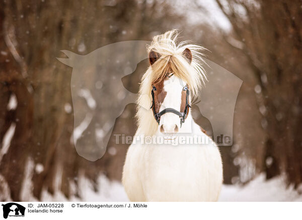 Islnder / Icelandic horse / JAM-05228