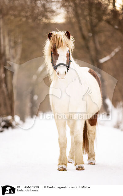 Icelandic horse / JAM-05229