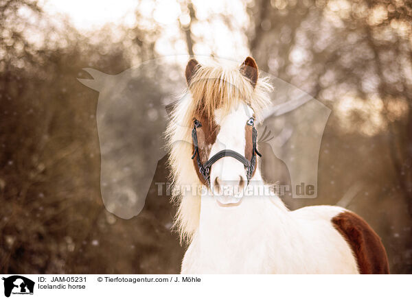 Islnder / Icelandic horse / JAM-05231