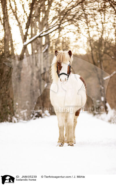 Islnder / Icelandic horse / JAM-05239