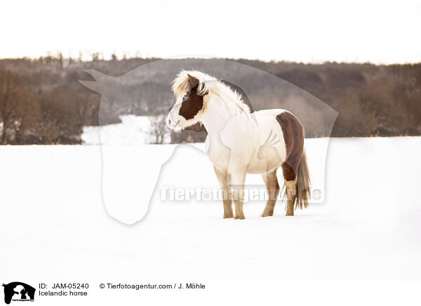 Islnder / Icelandic horse / JAM-05240