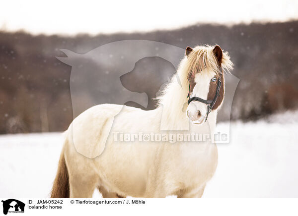 Islnder / Icelandic horse / JAM-05242