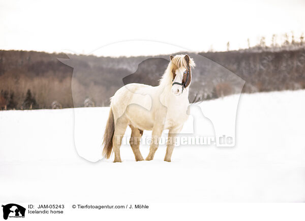Icelandic horse / JAM-05243