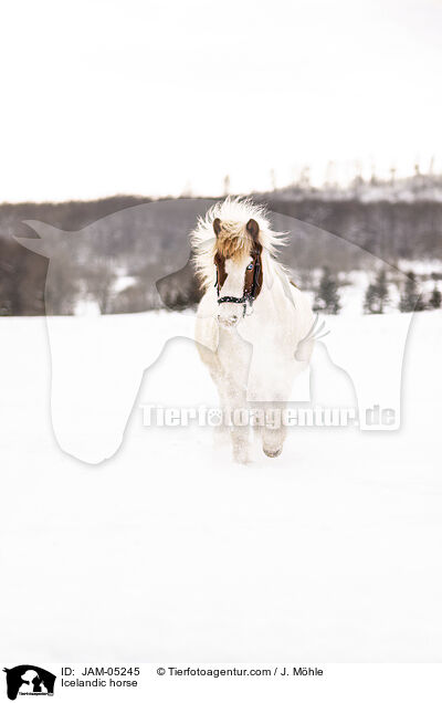 Icelandic horse / JAM-05245