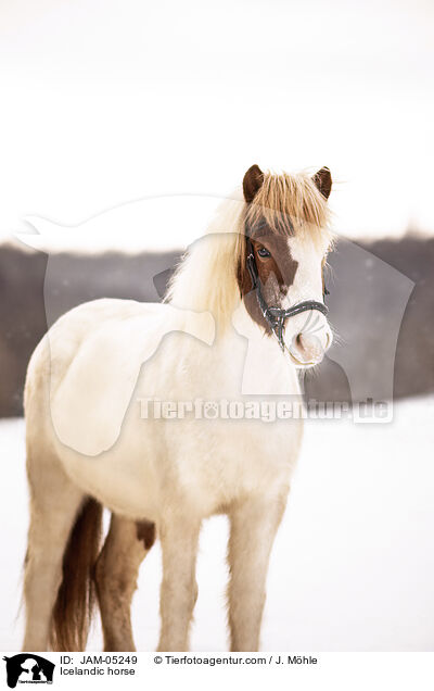 Icelandic horse / JAM-05249